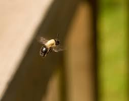 It is a very old and effective method that is widely used to get rid of honey bees without harming them. 6 Smart Ways To Get Rid Of Bees Under Your Deck My Backyard Life