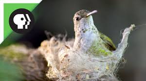 See hummingbird nest stock video clips. Hummingbird Builds Tiny Nest Youtube