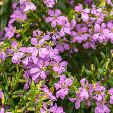 Image result for Cuphea