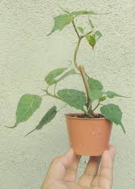 Image result for Ficus abutilifolia
