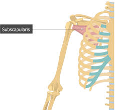 A tutorial with flash animations on the human systems; Subscapularis Muscle Attachments Action Innervation