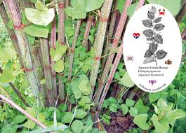 Officiële website van gemeente langedijk met informatie over onze diensten en het bestuur. Japanese Knotweed Mediamatic