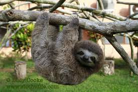 Image result for SLOTH