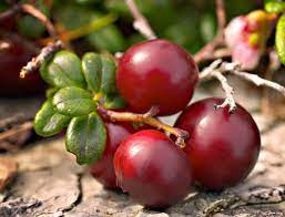 Cranberry Cranberry Berries Berry Juice