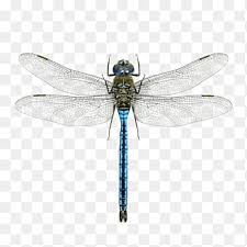 Image result for Pterygota