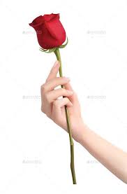 Hand Holding Rose Hand Holding Rose Hands Holding Flowers Hand Reference Here presented 60+ hand holding flower drawing images for free to download, print or share. hand holding rose hand holding rose