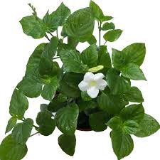 Image result for Asystasia malawiana