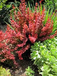 Orange Rocket Barberry Shop Online With Plantsbymail Com Southern Living Plant Collection Southern Living Plants Orange Rocket Barberry