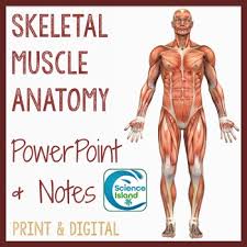 Muscle anatomy of a cat. Skeletal Muscle Anatomy Powerpoint And Notes Distance Learning