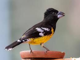 Image result for Pseudoeriosema borianii