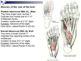 In human anatomy, the dorsal interossei of the foot are four muscles situated between the metatarsal bones. The Lower Limb Pelvis Thigh Leg And Foot
