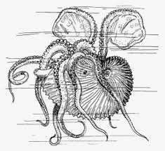 Kraken Sea Monster Drawing Clip Art Clipart Kraken Hd Png Download Transparent Png Image Pngitem Described as a cephalopod resembling a giant octopus or squid, this beast is said to be capable of enveloping whole ships in the grasp of its tentacles and dragging them beneath the depths. kraken sea monster drawing clip art
