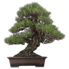 From top soil to seed, we have a wide variety of lawn care products to choose from, depending on your needs. Fig Tree 800 800 Transprent Png Free Download Bonsai Plant Tree Cleanpng Kisspng