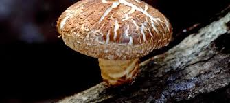 Image result for Lentinus edodes