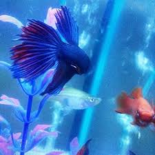 Pin On Amazingaquatics