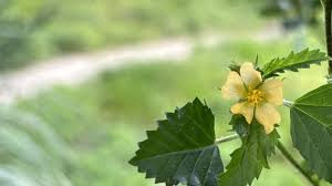 Image result for Malvastrum coromandelianum