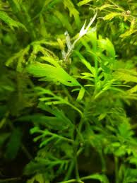 Image result for Ceratopteris