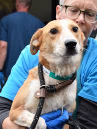 Dogs, cats arrive at Oregon Humane Society, making room for pets affected  by hurricane
