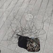 Image result for Schizobasis intricata