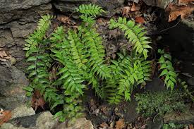 Image result for Cyrtomium