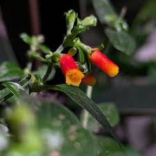 Image result for Manettia