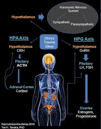 Female Health Female Hormone Imbalance Female Hormones Hormones