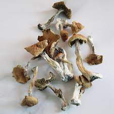 The exact origins are unknown but it is highly recognizable because of its golden caps with specks of yellow. Golden Teacher Magic Mushrooms Buy Dried Shrooms Cbd Shrooms
