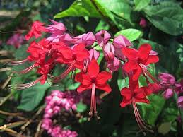 Image result for Clerodendrum toxicarium