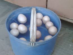 Ini dapat dalam pembibitan ayam/menetaskan telur dibuktikan dengan tingginya permintaan ayam pada hari ini terjadi gambar 8. Cara Mudah Menyeleksi Telur Peternakan Dan Budidaya Ayam Serama