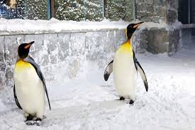 These two attractions were subsequently demolished. Ski Dubai Penguin Experience Compare Prices 2021