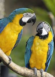 Birds For Sale In Florida Pin On Birds