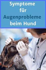 augentropfen fur hunde welche tropfen sind am besten geeignet hunde hundeaugen augentropfen
