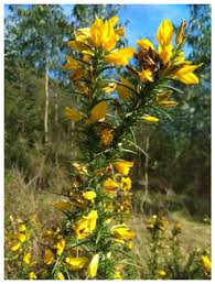 Image result for Ulex