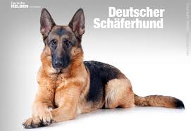 Die kleinen hunde leben mit ihren eltern zusammen bei mir auf dem grossen privaten grundstueck. Deutscher Schaferhund Rasseportrait Charakter Und Wesen Tierischehelden