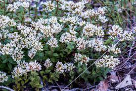 Image result for Manilkara obovata