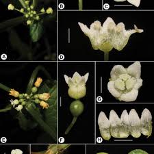 Image result for Harveya alectroides