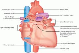 Image result for Pericardium
