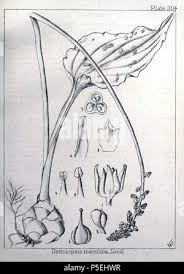 Image result for Belonophora