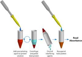 The first is the formation of a copper ion complex with amide bonds. Overcome Effects Of Detergents Reducing Agents In Protein Estimation