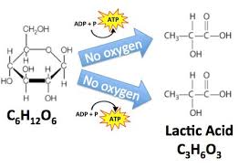Aerobic And Anaerobic Respiration Sciencemusicvideos
