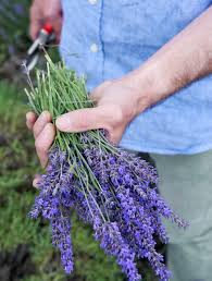 Besonders eignet sich zum lavendel schneiden für das duftsäckchen die wann und wie schneidet man lavendel? Lavendel Schneiden Das Haus