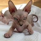Hairless Cat Names: Easy-to-Follow Guide, Expert’s Advice