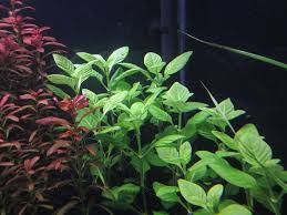 Image result for Nelsonia smithii