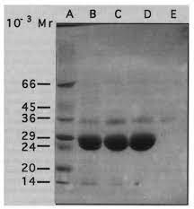 Sos Page Of Different Purification Steps Of Nai A Molecular Masses Download Scientific Diagram