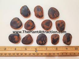 Image result for Intsia