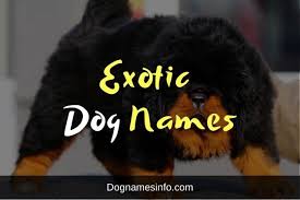 Halloween baby names reference the holiday and all things spooky. 150 A Powerful List Of Exotic Dog Names With Meaning 2021