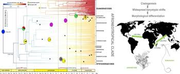 Image result for Tridactyle scottellii