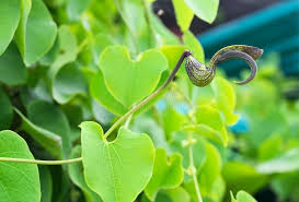 Image result for Aristolochiaceae