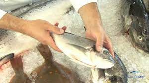 deutsche see frischetest fur fisch