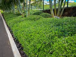 Image result for Volkameria